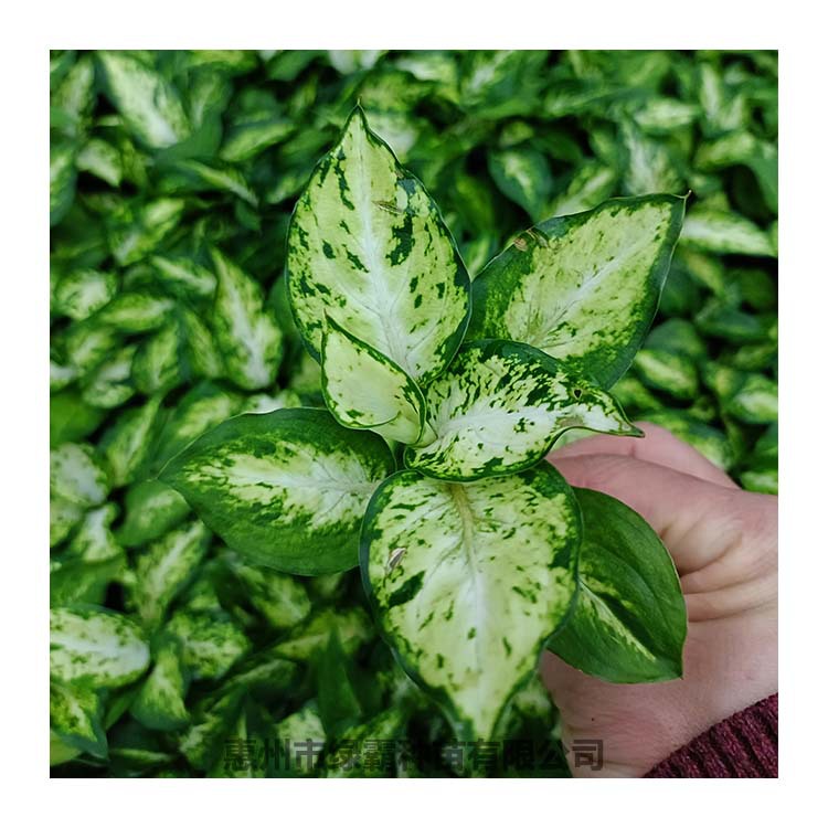 飞雪万年青室内好养绿植办公室四季常青小植物树苗