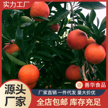 塔罗科血橙新鲜红心脐橙孕妇当季水果整箱超甜红肉橙子