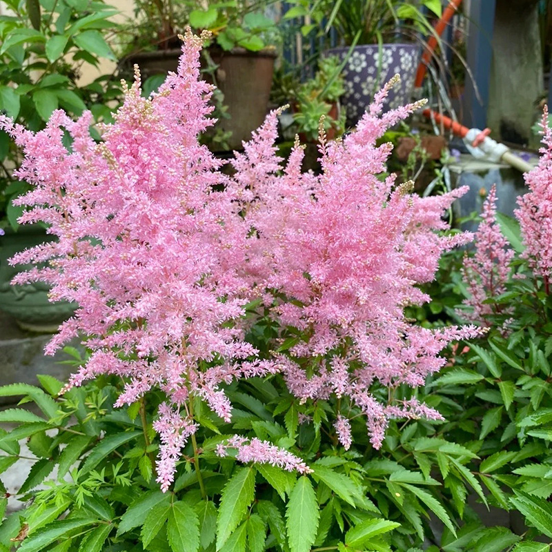 落新妇大苗盆栽带花发货耐阴花卉植物阳台庭院花园多年生花镜绿植