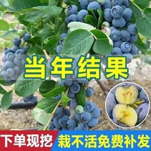 【新年现挖蓝莓树苗】正宗大果蓝莓树苗多汁南北方均可带土发发货