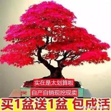 中国红枫四季耐寒盆栽室内外花卉红枫盆景树养殖苗