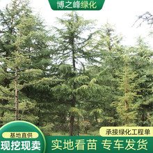 供应雪松树苗园林工程绿化树成活率高庭院观赏风景树四季常青松树