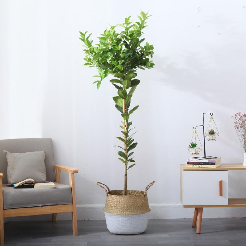 网红尤力克高杆香水柠檬树盆栽棒棒糖型带果食用室内四季基地批发