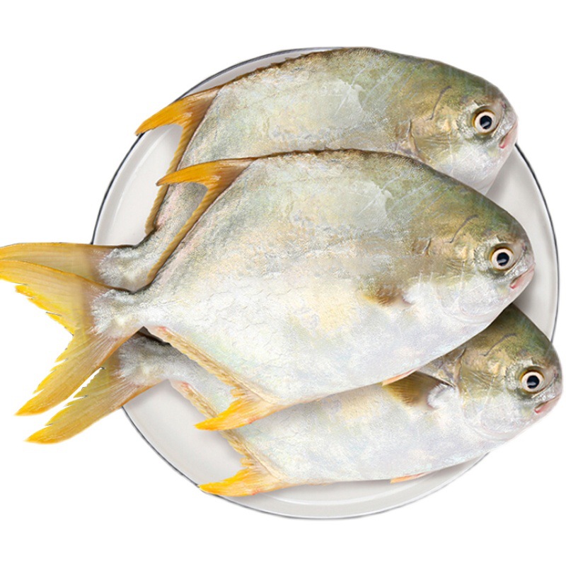 新鲜金鲳鱼东海大金鲳鱼 海鲜肉嫩 500克-阿里巴巴