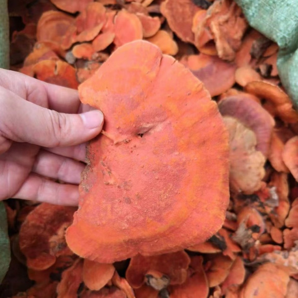 牛樟芝 红樟芝大货现货批发-阿里巴巴