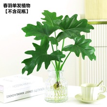 春羽水培植物天堂鸟水养盆栽室内绿植好养办公室桌面花卉小天使