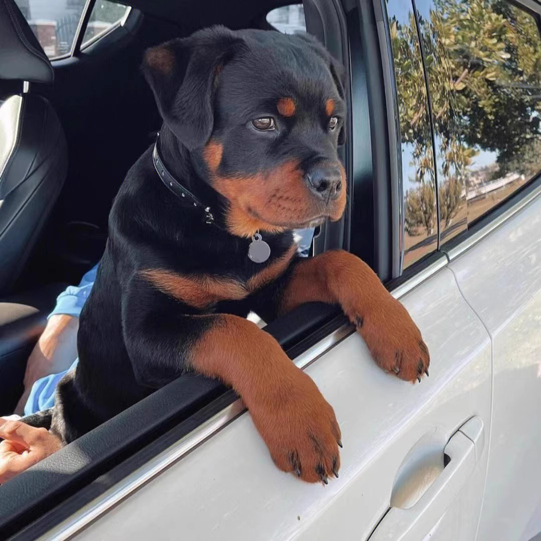 ly纯种罗威纳幼犬活体罗威纳犬赛级双血统德系护卫犬罗威纳宠物狗