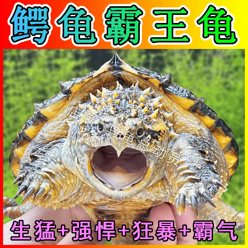 纯佛鳄龟爆刺鳄鱼龟活体杂佛北美外塘凶猛观赏宠物幼苗小乌龟活物