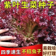 紫叶生菜种子四季种植耐高温室外阳台生菜种子沙拉生菜种