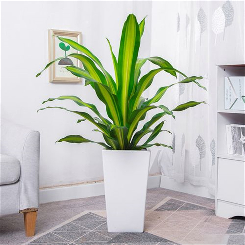 金心也门铁盆栽巴西铁室内大型客厅办公花卉植物香龙血树观叶绿植