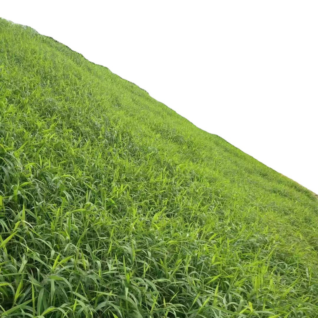 护坡草种子绿化草种籽边坡斜坡复绿四季青常绿狗牙根黑麦草高羊茅