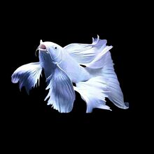 观赏鱼蝴蝶鲤小鱼活体短身球体狮头贵妃锦鲤白色纯种大尾鲤鱼活体