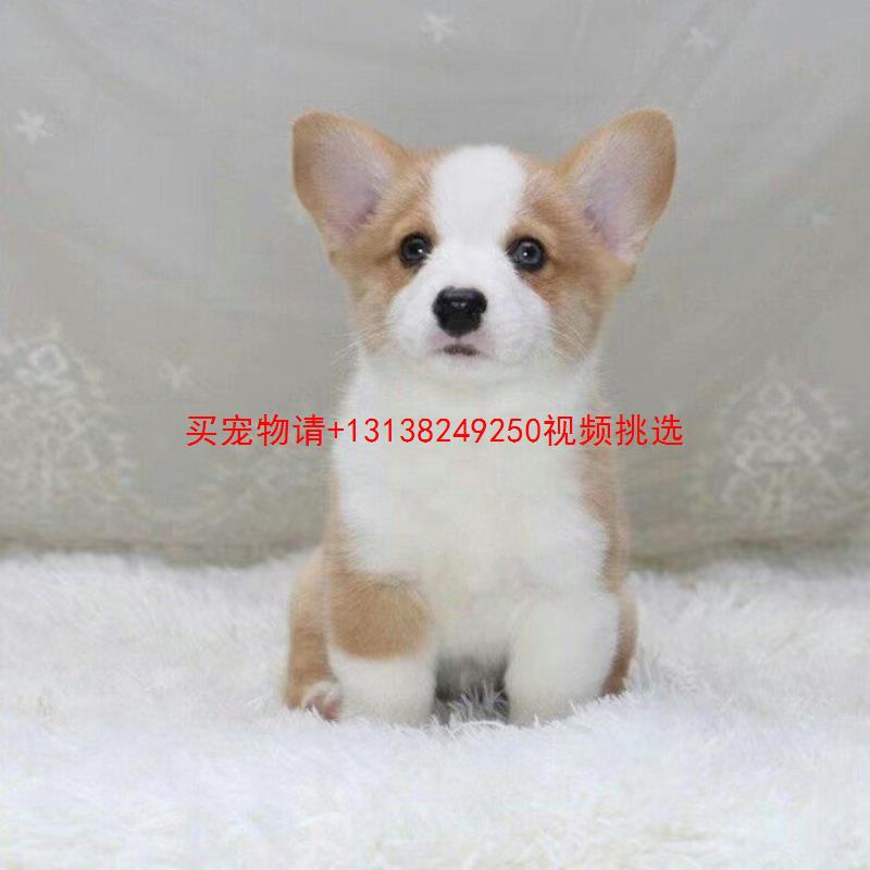 纯种柯基幼犬活体双血统威尔士双色三色小短腿小型犬家养宠物狗狗