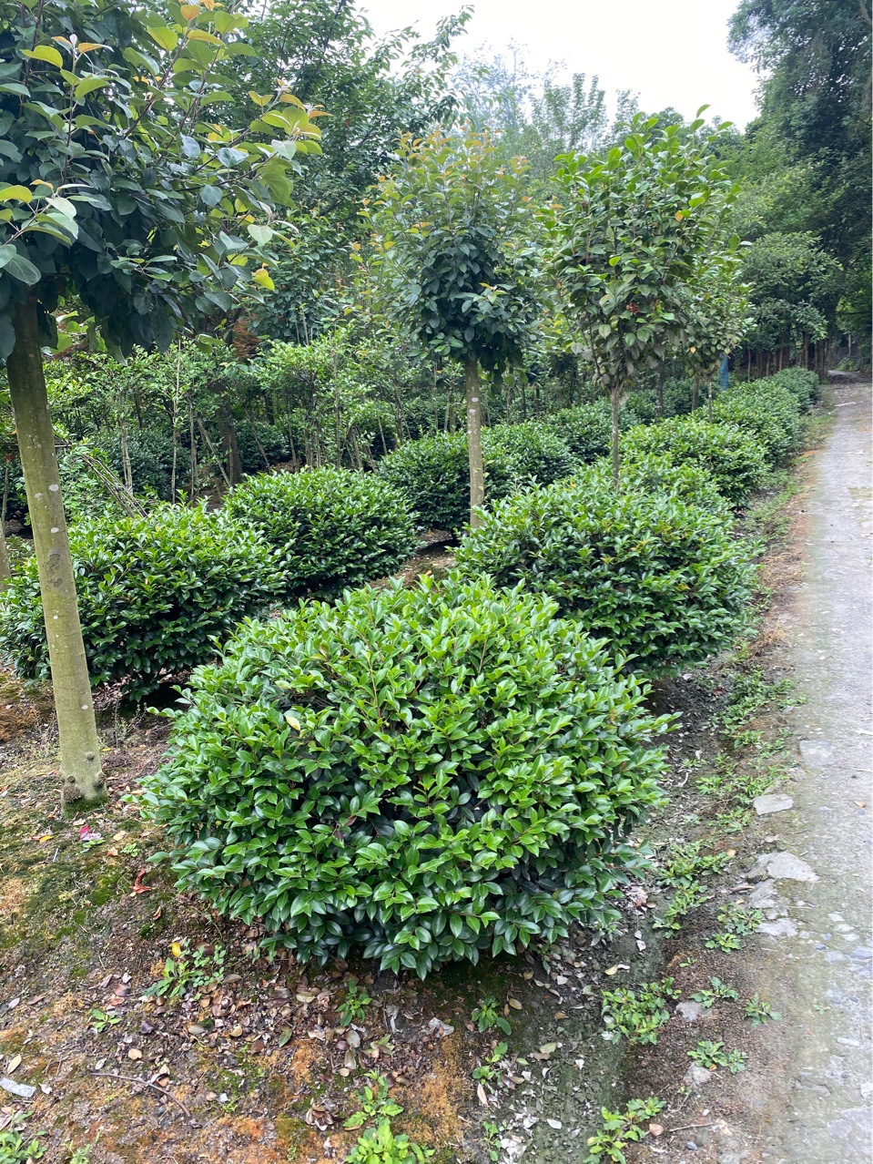 成都茶梅球 冬季开花茶梅球-阿里巴巴