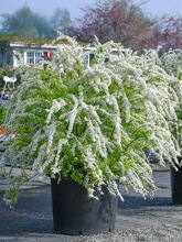 喷雪花雪柳苗植物盆栽花卉绿植珍珠梅绣线菊庭院大苗雪柳叶鲜枝条