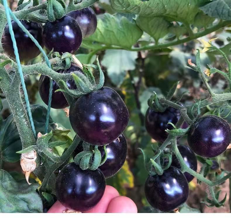 黑珍珠番茄种子农田菜园可盆栽硬果肉厚脆嫩紫黑钻石小西红柿籽