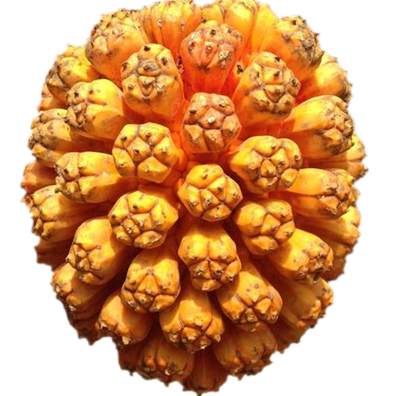 露兜果野菠萝原籽手串鲜果菩提子菩提果原果海南滴血菩提莲花新鲜