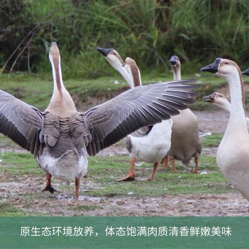 广东清远黑棕鹅大鹅土鹅老鹅生新鲜鹅肉整只现杀开平马岗鹅送内脏