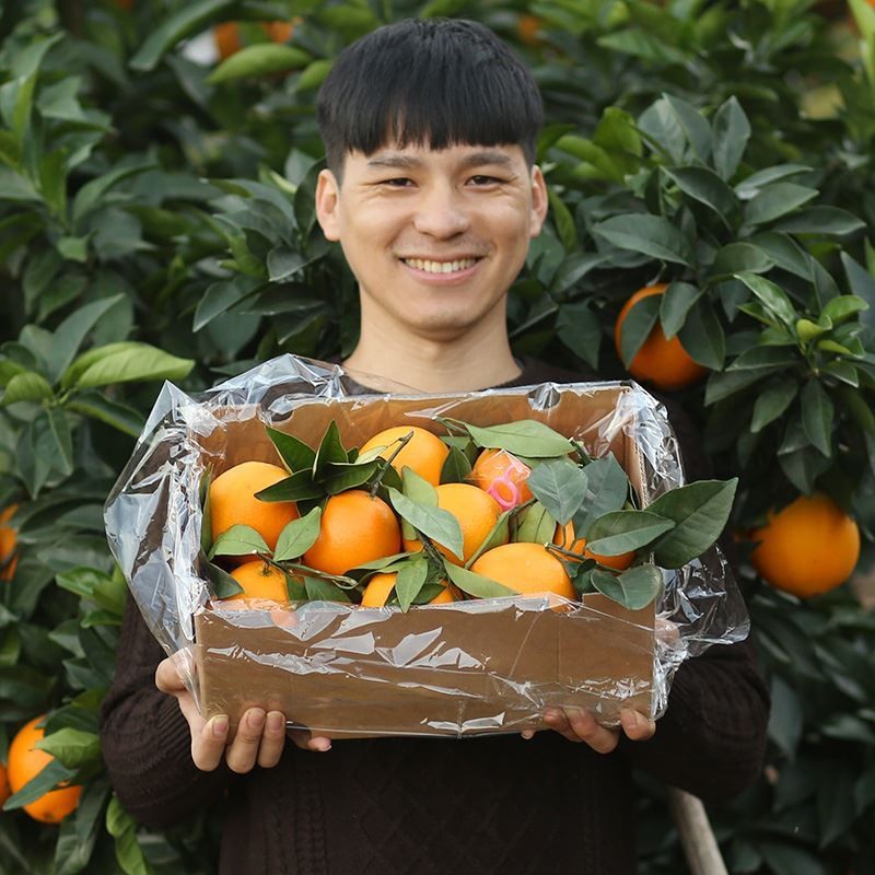 59成交2件相似【产地直发】正宗赣南脐橙江西橙子应