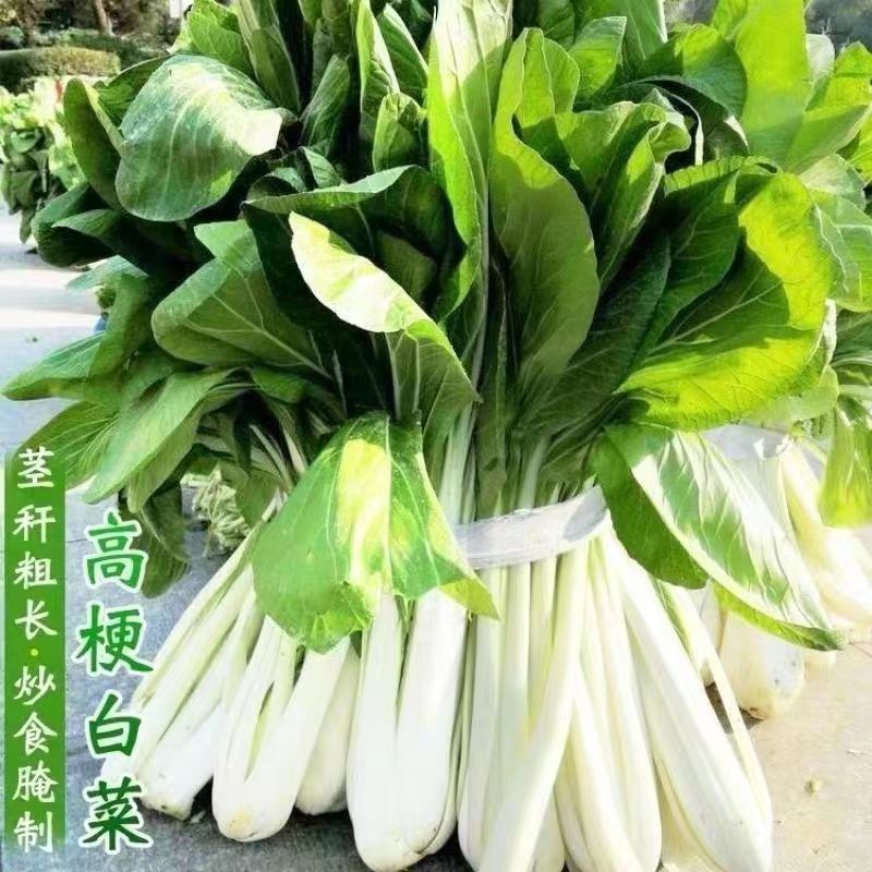 精选高杆白菜种 高杆白菜籽蔬菜四季白菜菜汤小青菜子长白菜箭杆