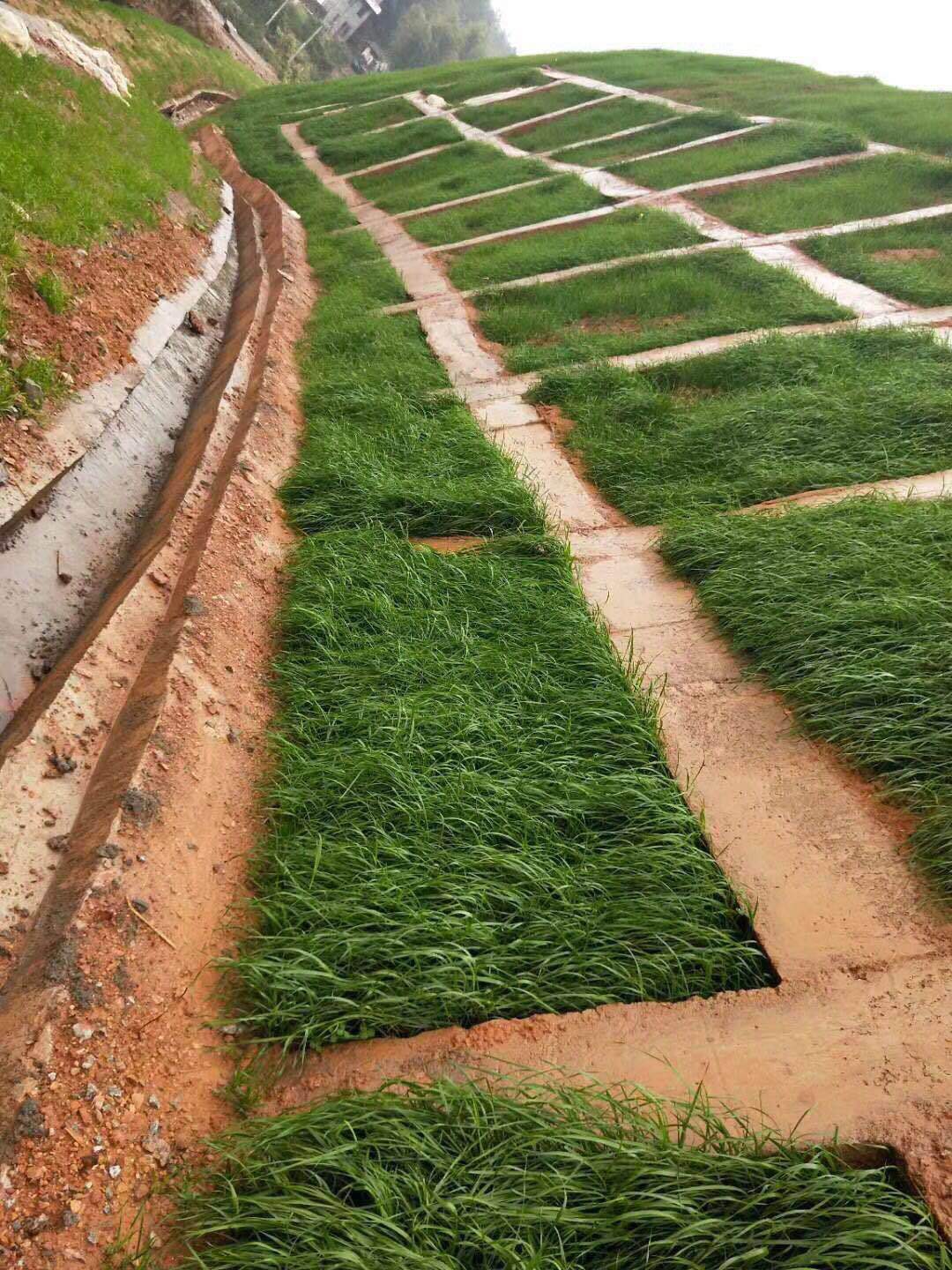 草坪种子籽矮生黑麦草护坡高羊茅籽多年生草籽易种四季耐寒抗旱