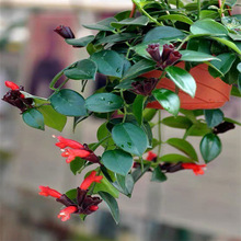口红吊兰盆栽办公室内居家阳台垂吊好养观花吸甲醛植物花卉绿植