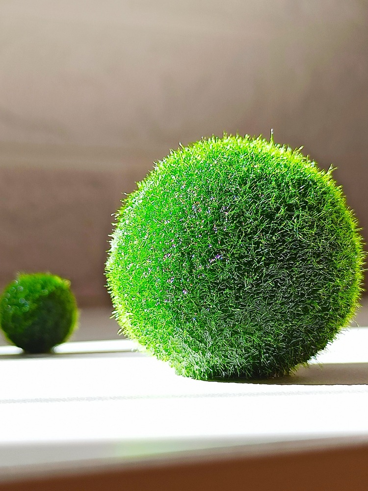 鱼缸水族箱造景水草海藻球生态球造景绿藻球生态瓶绿澡球水藻球