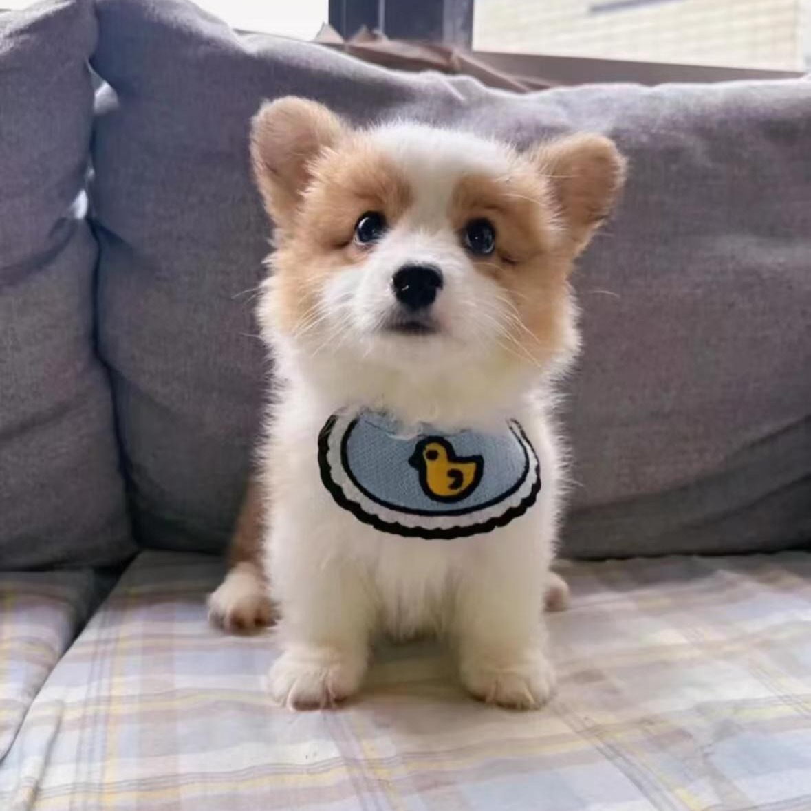 双血统柯基幼犬活体威尔士柯基宠物犬小型犬三通双色柯基宠物狗狗