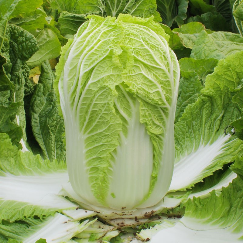 白菜种子种籽秋季冬季胶州大白菜大全四季高产菜籽青菜蔬菜孑籽种