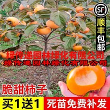 柿子树庭院果树甜脆柿子苗南方北方种植当年结果特大老桩盆景果苗