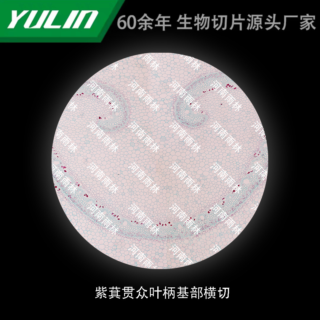 紫萁贯众叶柄基部横切高校医学院校用组织病理石蜡玻片标本显微镜