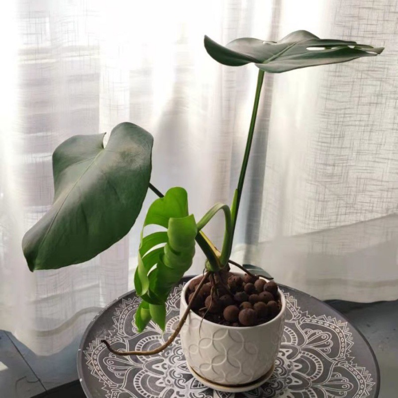 龟背竹大型室内老桩小龟背可水培植物盆栽客厅大叶绿植本店销量名