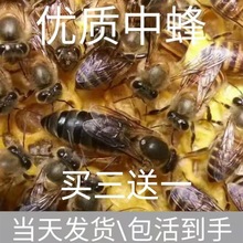 处女王新王中蜂种蜂王中蜂产卵新开产王中蜂王蜜蜂群跨境专供代发