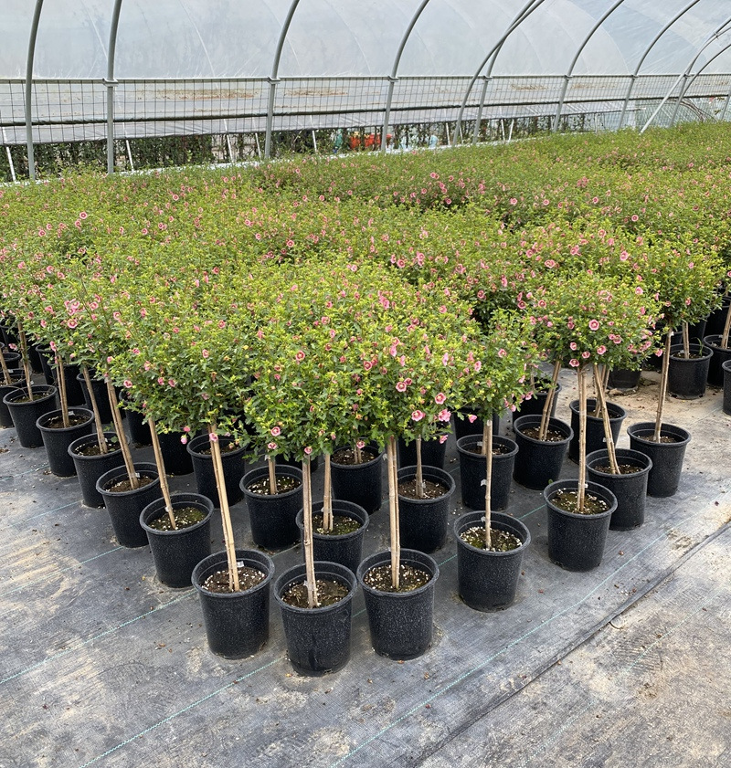 小木槿棒棒糖型花苗盆栽四季易活好养爆盆开花植物室内树苗木槿花