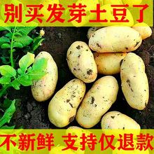 恩施山药湖北恩施土家族特产富硒红皮山药利川团堡高山