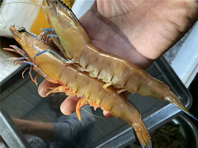 东山岛海鲜海捕蓝尾虾大对虾海虾青虾深海大虾斑节虾白虾