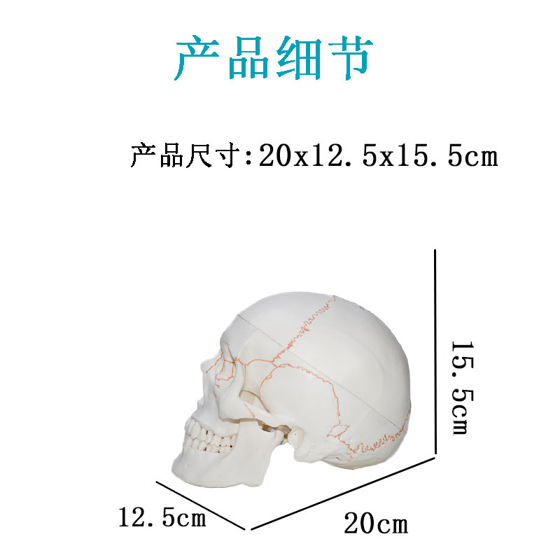 Ly Medical Teaching Digital Skull Model Adult Simulation Skull Anatomy Digital Coding Identification Skull Specimen
