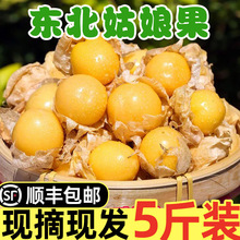 东北国光小苹果3/5/8斤大连瓦房店特产果光新鲜水果酸甜孕妇_阿里巴巴