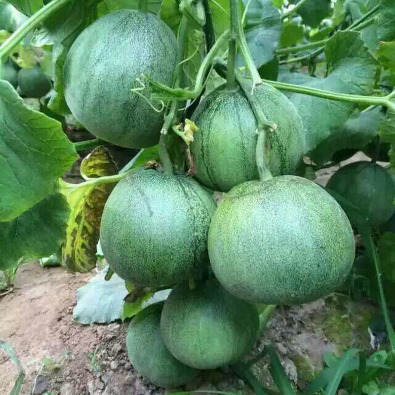 台湾青玉甜宝酥瓜种子 绿皮香瓜 绿壤甜瓜种籽超甜四季脆瓜早熟