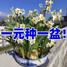 漳州水仙花洋水仙种球浓香重瓣盆栽室内耐寒花卉四季水养植物