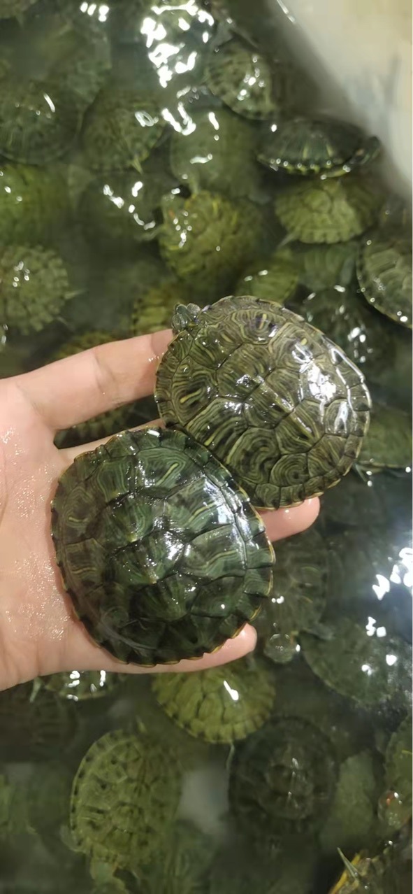 批发大小巴西龟活体巴西苗观赏龟宠物批发乌龟活体红耳巴西龟量大