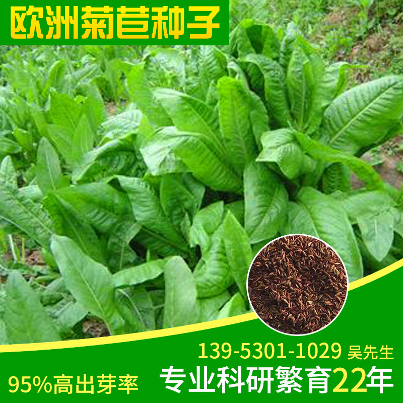 南北方 优质牧草多年生 欧洲菊苣种子 鸡鸭鹅猪牛羊兔鱼