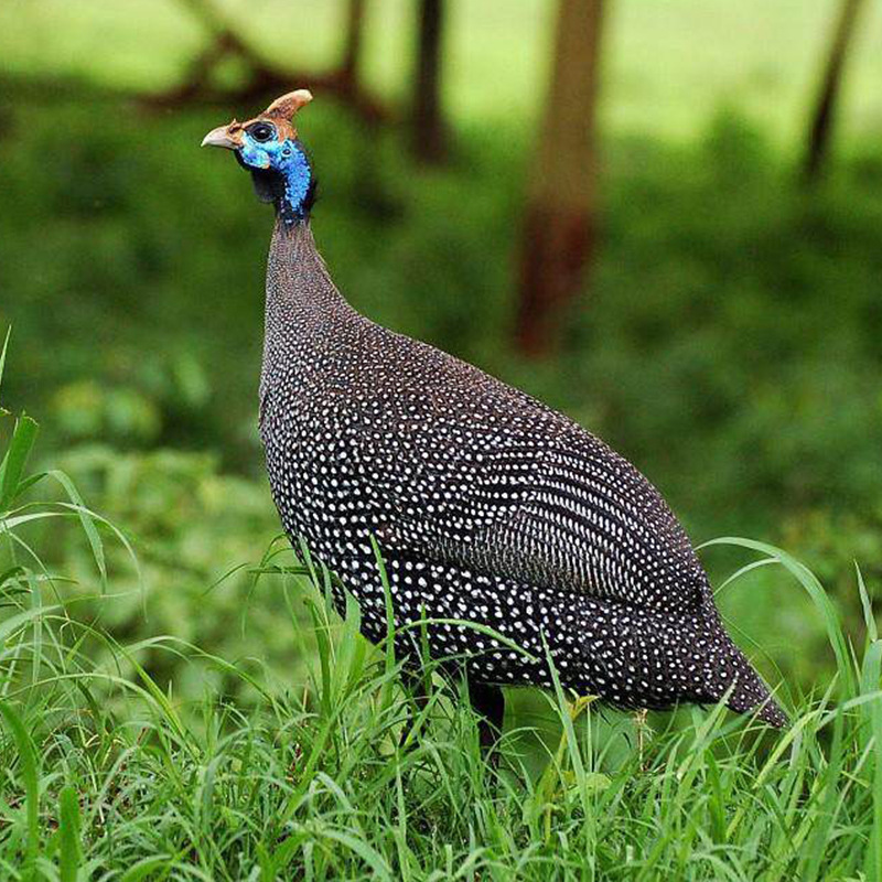 成年的珍珠鸡种母鸡市场价格小鸡苗活体出售半大的珍珠鸡现货供应