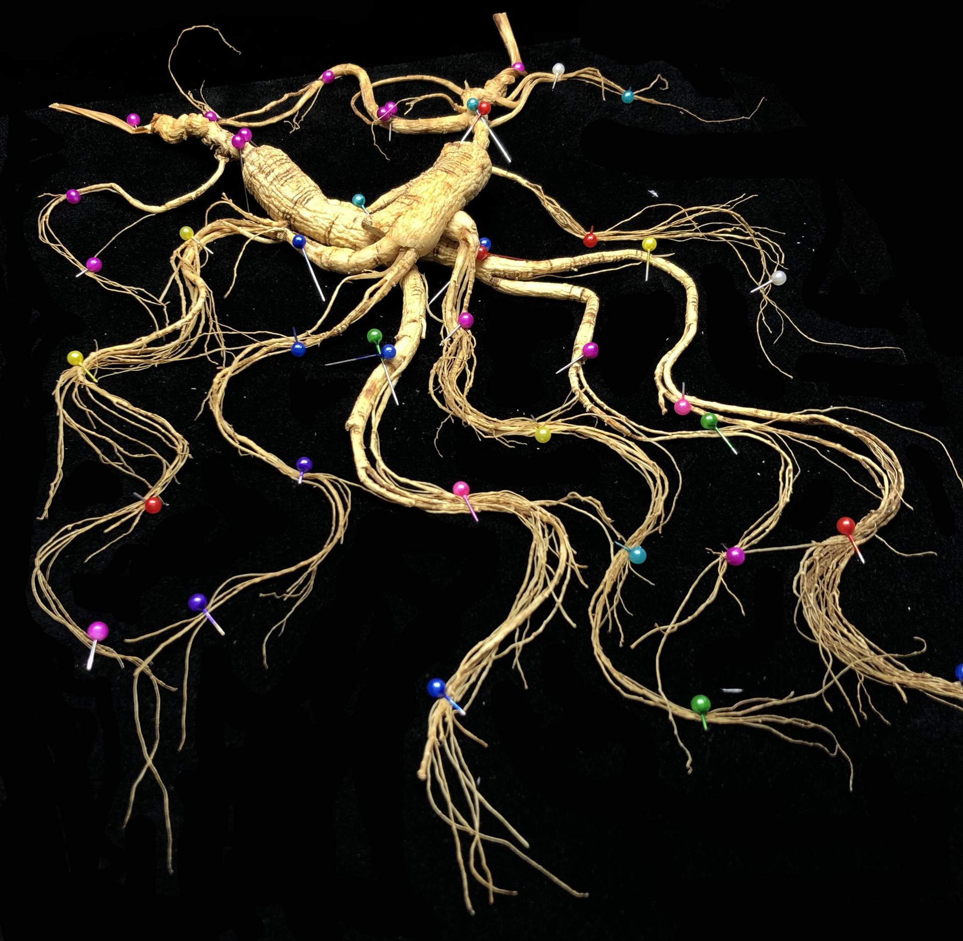 东北特产林下山参28年参龄人参两支礼盒装春节赠礼会销礼品野山参
