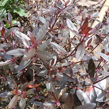 红莲子草 五色草红草紫叶草红节节草地被植物水体湿地绿化造景