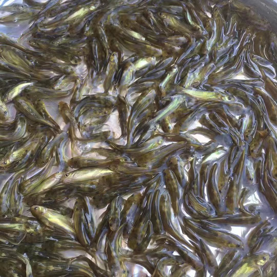 黄骨鱼苗 黄颡鱼苗 黄辣丁鱼苗 全雄 种苗健康