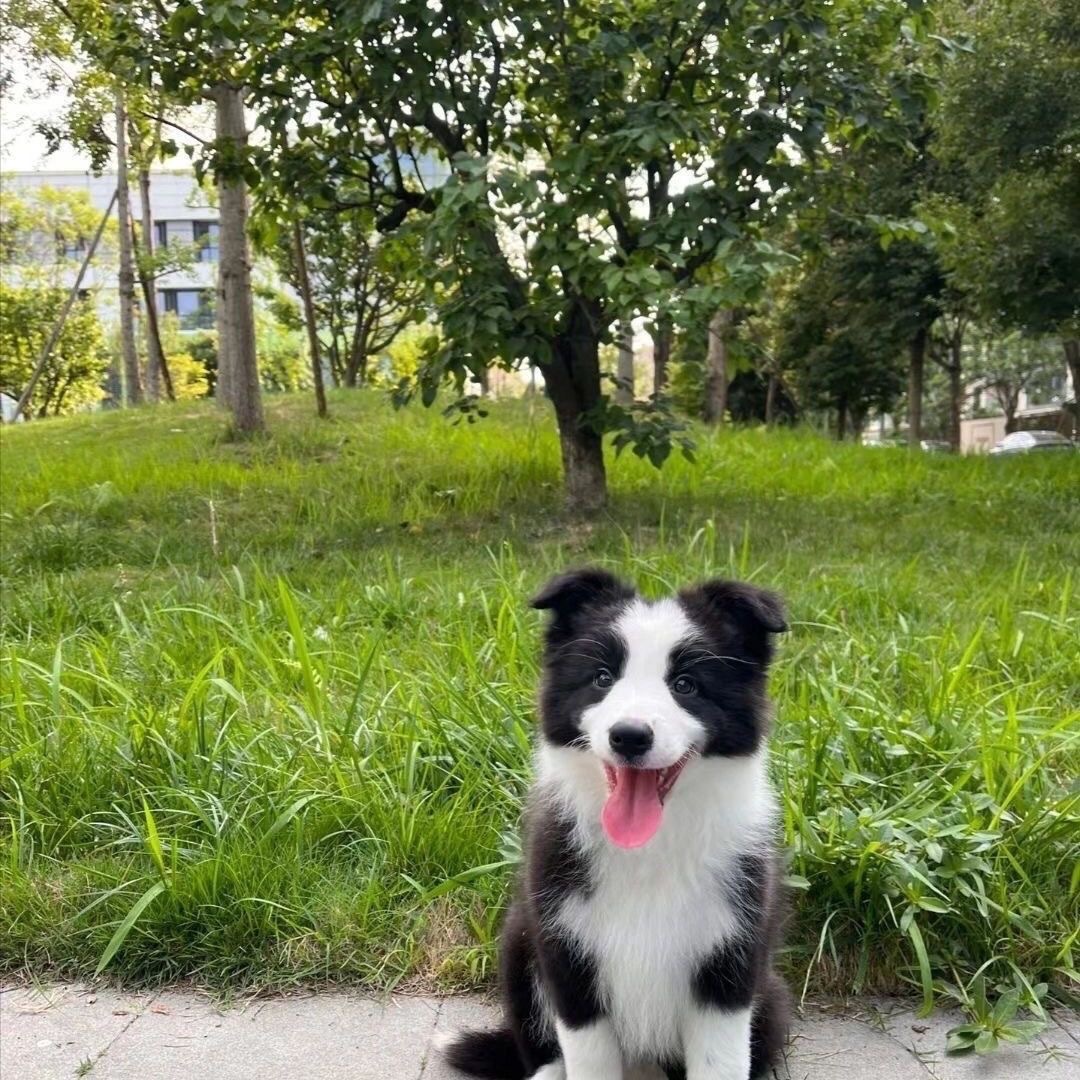 纯种边境牧羊犬幼崽活物狗狗陨石边牧工作犬幼犬活体金边宠物犬批