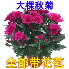 菊花带花苞盆栽四季开花植大花九月菊花卉菊花苗四季室外