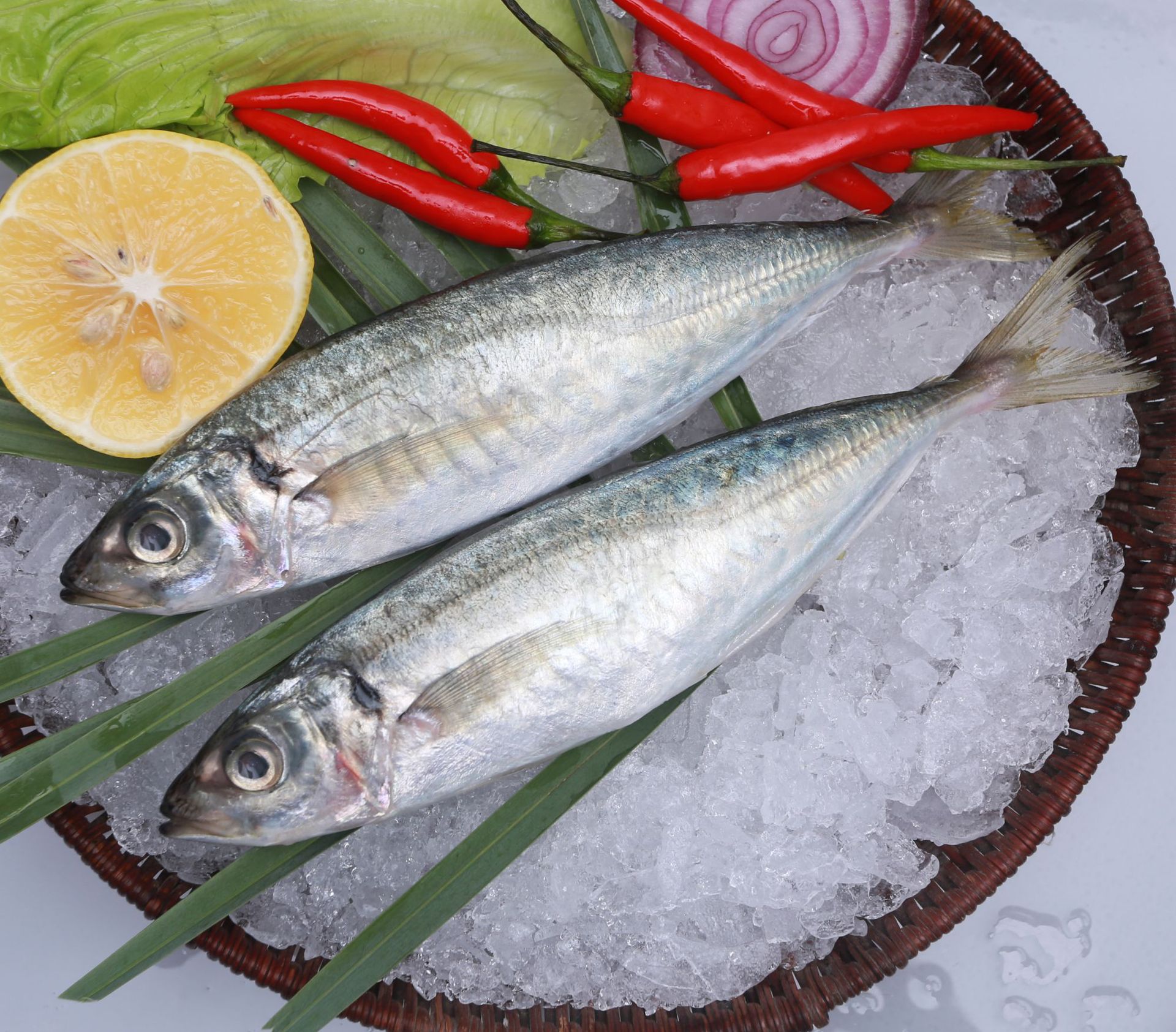 北海强宇厂家直销批发单冻巴浪鱼/盘冻单冻池鱼海鱼海鲜酒店餐饮