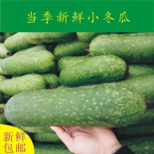 四川小冬瓜青皮现摘农家食用迷你毛节瓜时令新鲜蔬菜整箱包邮